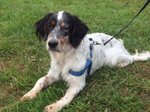 Adozione del Cuore! leo, Bellissimo Setter Inglese di soli 7 Mesi - Foto n. 2