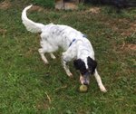 Adozione del Cuore! leo, Bellissimo Setter Inglese di soli 7 Mesi - Foto n. 3