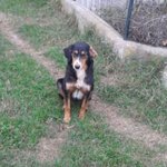 Denise, Jack, Obama, Incroci Setter Gordon 7 Mesi, Stanno Crescendo in un Rifugio, Adottiamoli!!! - Foto n. 2