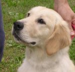 Golden Retriever Cuccioli - Foto n. 2