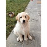 Golden Retriever Cuccioli - Foto n. 3