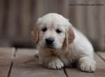 Golden Retriever Cuccioli - Foto n. 7