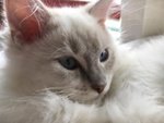 Dolcissime Ragdoll blu Tabby e Seal - Foto n. 3