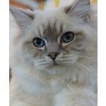 Dolcissime Ragdoll blu Tabby e Seal - Foto n. 1