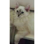 Dolcissime Ragdoll blu Tabby e Seal - Foto n. 6