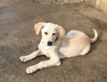 Cuccioli Incrocio Labrador, 3 mesi e Mezzo, Arrivati Dalla Sicilia, in Cerca di una Famiglia per S - Foto n. 3