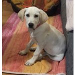 Cuccioli Incrocio Labrador, 3 mesi e Mezzo, Arrivati Dalla Sicilia, in Cerca di una Famiglia per S - Foto n. 4