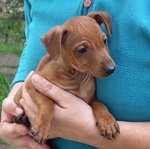 Pinscher Nano - Foto n. 3