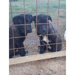 Incrocio shar pei, Cuccioli di 4,5 Mesi, Tolti dal Canile per Salvargli la Vita, Cercano Casa - Foto n. 1