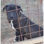 Incrocio shar pei, Cuccioli di 4,5 Mesi, Tolti dal Canile per Salvargli la Vita, Cercano Casa - Foto n. 4