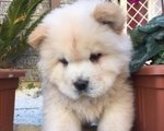 🐶 Chow Chow in adozione a Roma (RM) e in tutta Italia da privato