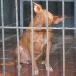 Antea Femmina mix Podenco Cerca Famiglia