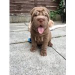 Dolcissimo Cuccioli di Shar-Pei - Foto n. 3