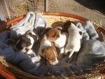 Splendida Cucciolata di jack Russell - Foto n. 1