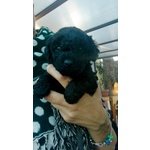 Cuccioli di Barboncino toy nero con Pedigree - Foto n. 5