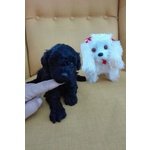 Cuccioli di Barboncino toy nero con Pedigree - Foto n. 6