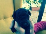 Cuccioli di Barboncino toy nero con Pedigree - Foto n. 9