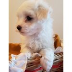 Maltese Cucciolo Bellissimo