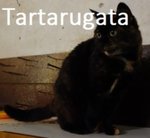 Tartarugata