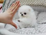 Pomeranian Cuccioli in Vendita