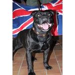 Staffordshire bull Terrier