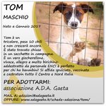 Cucciolo in Regalo: Tom - Foto n. 8