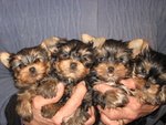 Cuccioli Yorkshire Terrier