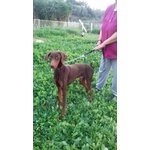 🐶 Dobermann maschio in adozione a Bergamo (BG) e in tutta Italia da privato