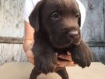 Labrador Fantastici