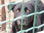 Leon, Cagnolone con il Terrore Negli Occhi, Attende un Miracolo... - Foto n. 3