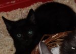 Gattina nera con Occhi Castani, 3 Mesi