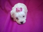 Cuccioli Maltese