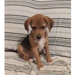 Saretta, 3 Mesi, Incrocio Beagle, Buttata via Ancora Neonata, Cerca Casa