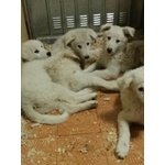 Cuccioli di Pastore Maremmano in Regalo - Foto n. 4