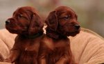 Cuccioli di Setter Irlandese, Pedigree,vaccini kit Cucciolo - Foto n. 1