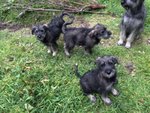 Riesenschnauzer pepe e Sale - Foto n. 4