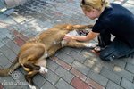 Carlo Bellissimo Cagnolone Cerca Casa - Foto n. 5