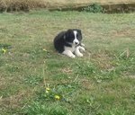 Vendo Cuccioli Border Collie Black e blue Merle - Foto n. 3