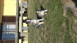 Vendo Cuccioli Border Collie Black e blue Merle - Foto n. 4