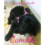 Camilla Cucciola 6 mesi Taglia Piccola