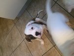 Cuccioli American Bulldog Scott Type - Foto n. 2