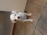 Cuccioli American Bulldog Scott Type - Foto n. 3