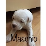 Cuccioli American Bulldog Scott Type - Foto n. 4