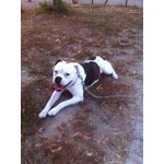 Cuccioli American Bulldog Scott Type - Foto n. 6