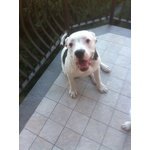 Cuccioli American Bulldog Scott Type - Foto n. 7