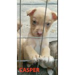 Casper, Lara, Nerone, Pimpa e Clara, 3 Mesi, Futura Taglia Media Contenuta, Buttati in Campagna a So - Foto n. 1