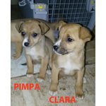 Casper, Lara, Nerone, Pimpa e Clara, 3 Mesi, Futura Taglia Media Contenuta, Buttati in Campagna a So - Foto n. 2