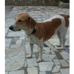 Juliet, Incrocio Beagle, Dolcissima Cagnolina, 1 Anno, Scacciata Malamente dal Quartiere dove Viveva - Foto n. 1