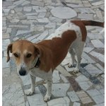 Juliet, Incrocio Beagle, Dolcissima Cagnolina, 1 Anno, Scacciata Malamente dal Quartiere dove Viveva - Foto n. 2