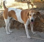 Juliet, Incrocio Beagle, Dolcissima Cagnolina, 1 Anno, Scacciata Malamente dal Quartiere dove Viveva - Foto n. 3